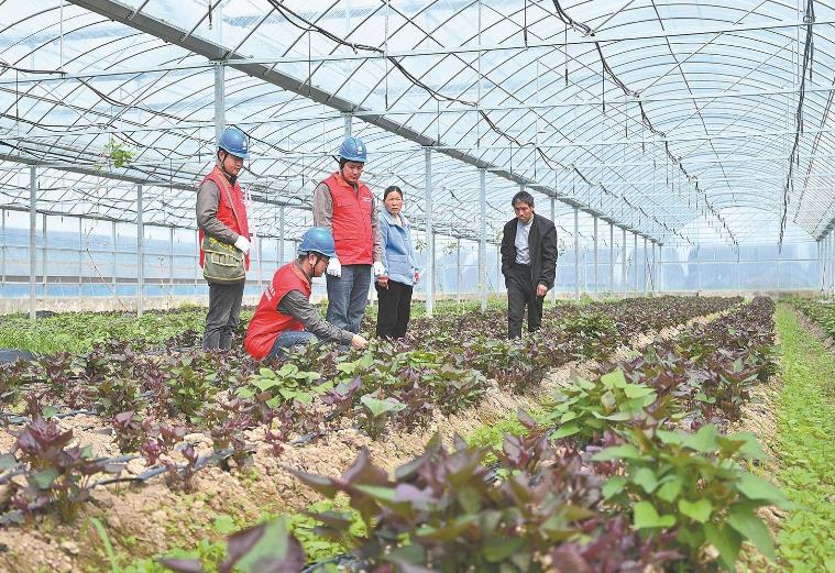 河南息縣：供電服務(wù)貼心，種植紅薯有信心”